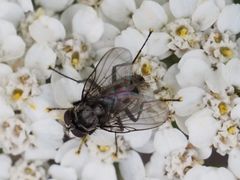 Limnophora maculosa