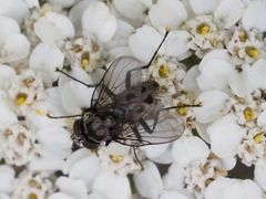 Limnophora maculosa