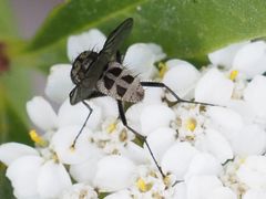 Limnophora maculosa