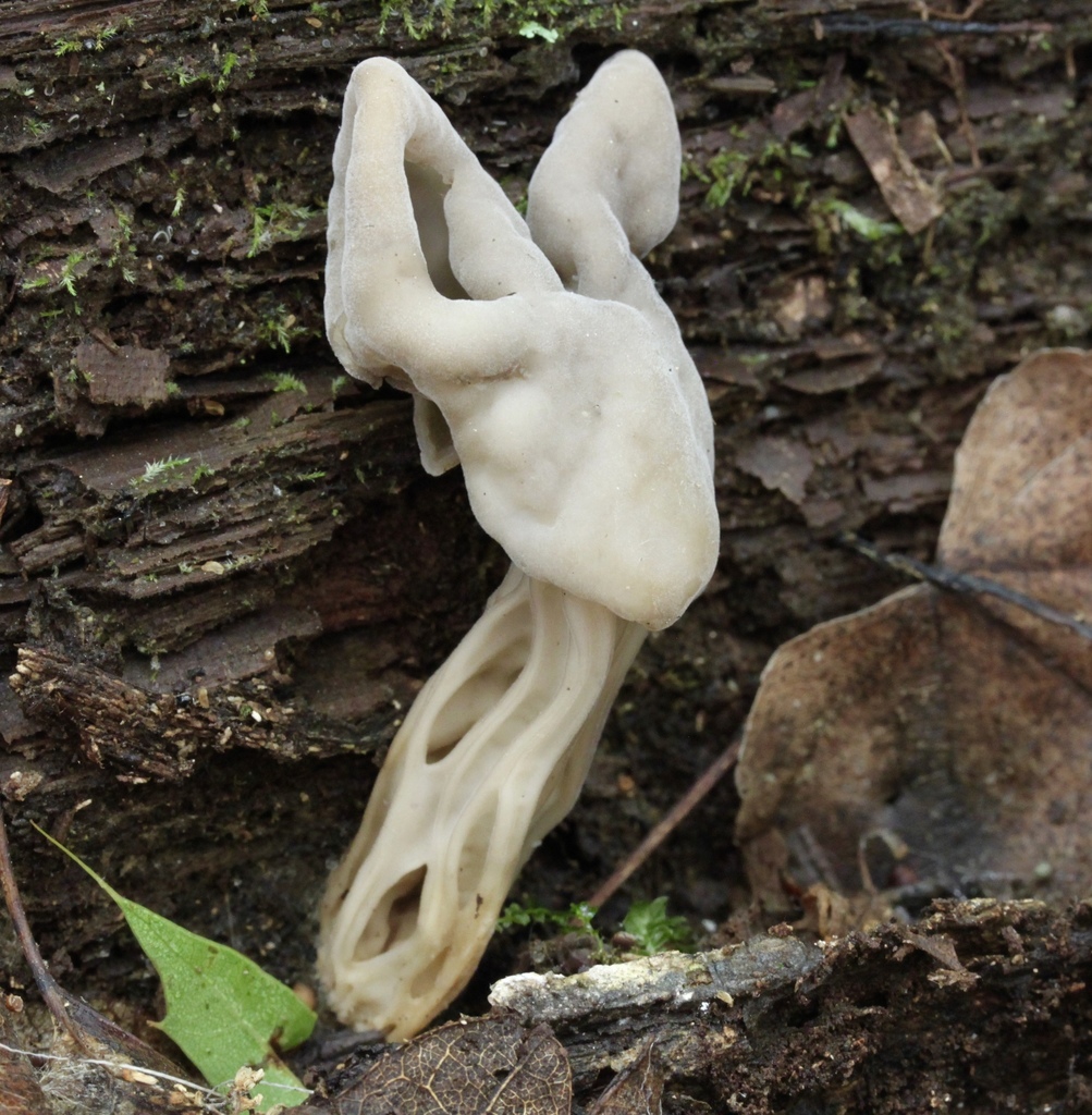 Helvella lactea