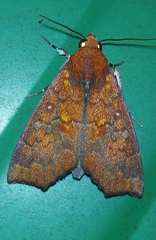 Rusicada leucolopha
