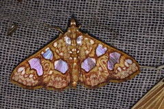 Glyphodes canthusalis