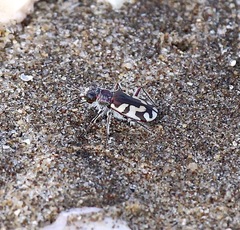 Cicindela latesignata