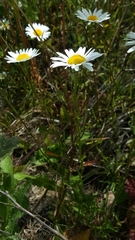 Leucanthemum vulgare