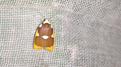 Lobobasis niveimaculata