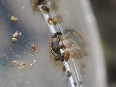 Hirticomus hispidus