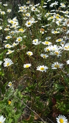 Leucanthemum vulgare