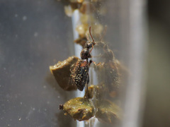 Hirticomus hispidus