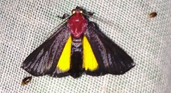 Toccolosida rubriceps