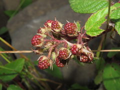 Rubus hirtus