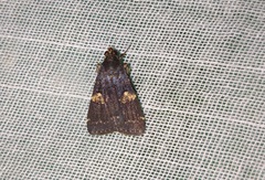 Hydrillodes gravatalis