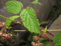 Rubus hirtus