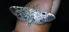 Rhimphaliodes macrostigma