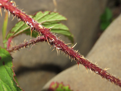 Rubus hirtus