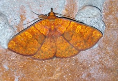 Singara diversalis