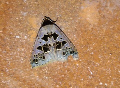 Anoba pectinata