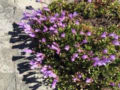Penstemon fruticosus