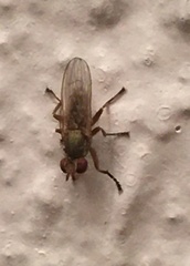 Sciomyzoidea