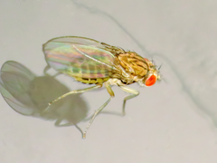 Drosophila busckii
