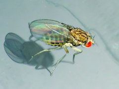 Drosophila busckii