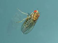 Drosophila busckii