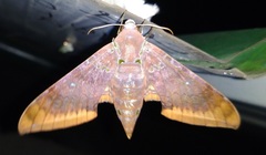 Ambulyx moorei