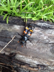 Nicrophorus carolina