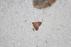 Pyrausta deidamialis