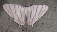 Urapteroides astheniata