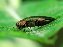 Agrilus viridis