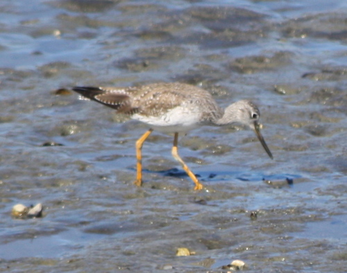Tringa melanoleuca