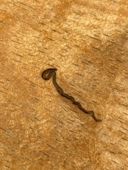 Indotyphlops braminus