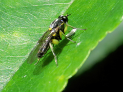 Solva marginata