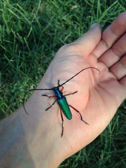 Plinthocoelium suaveolens