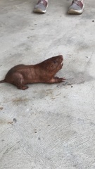 Heterogeomys hispidus