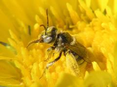 Anthophorula