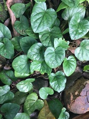 Geophila