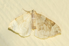 Eulithis propulsata
