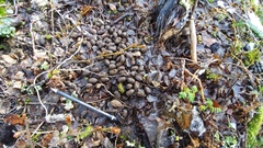 Hippocamelus bisulcus