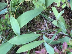 Convallaria majalis