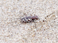 Cicindela carthagena