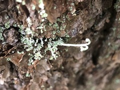 Cladonia verruculosa