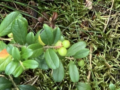 Vaccinium vitis-idaea