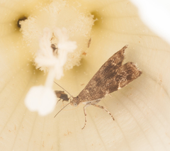 Anthophila fabriciana