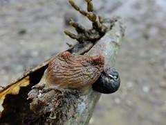 Cnemidocarpa bicornuta