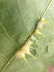 Caryomyia ansericollum