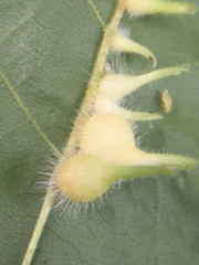 Caryomyia ansericollum