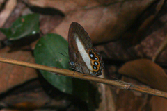 Splendeuptychia triangula