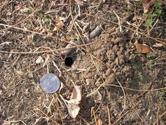 Calisoga longitarsis