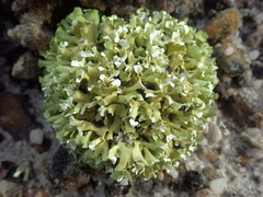 Cladonia foliacea